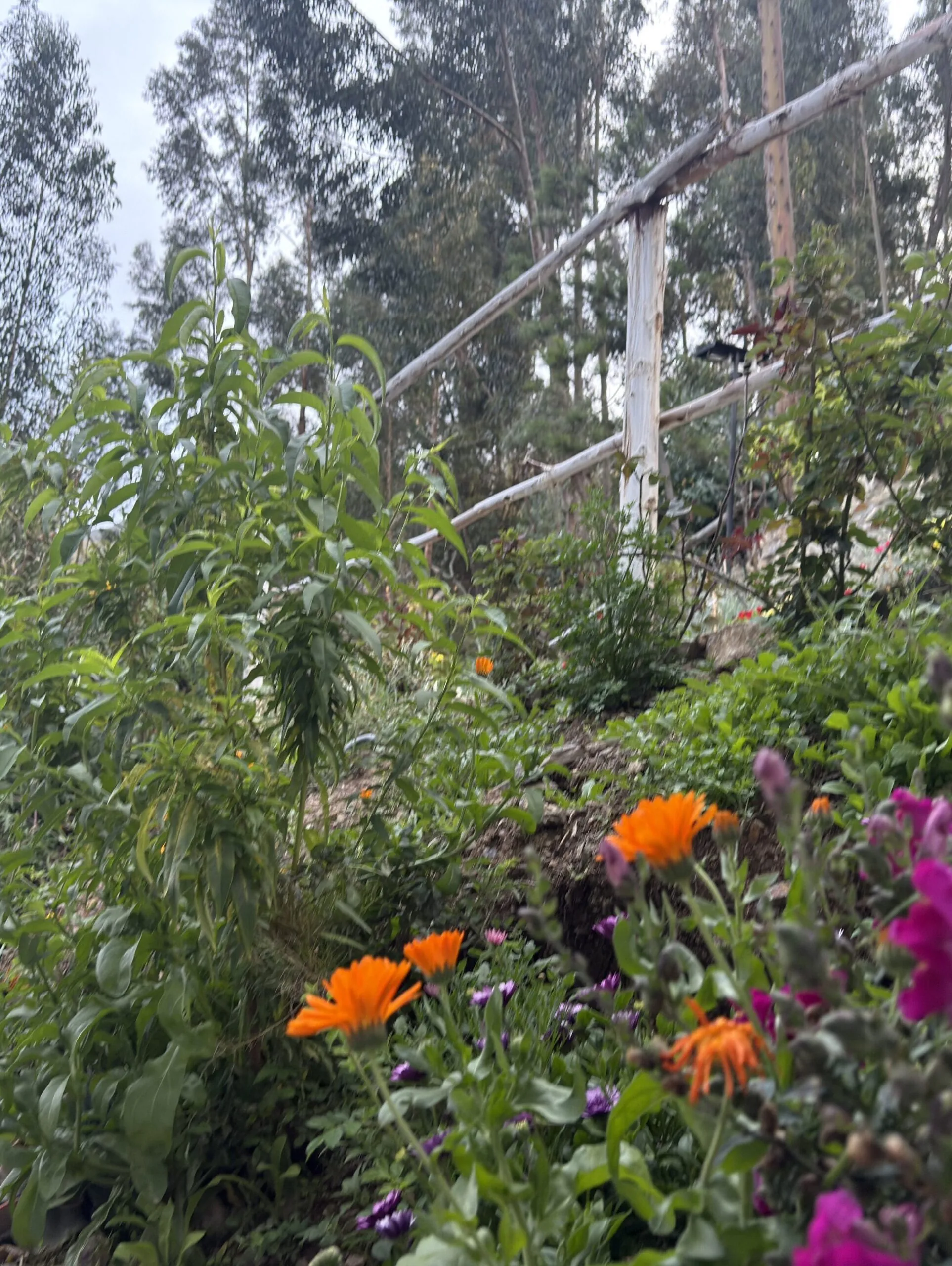 flores xaxa lodge